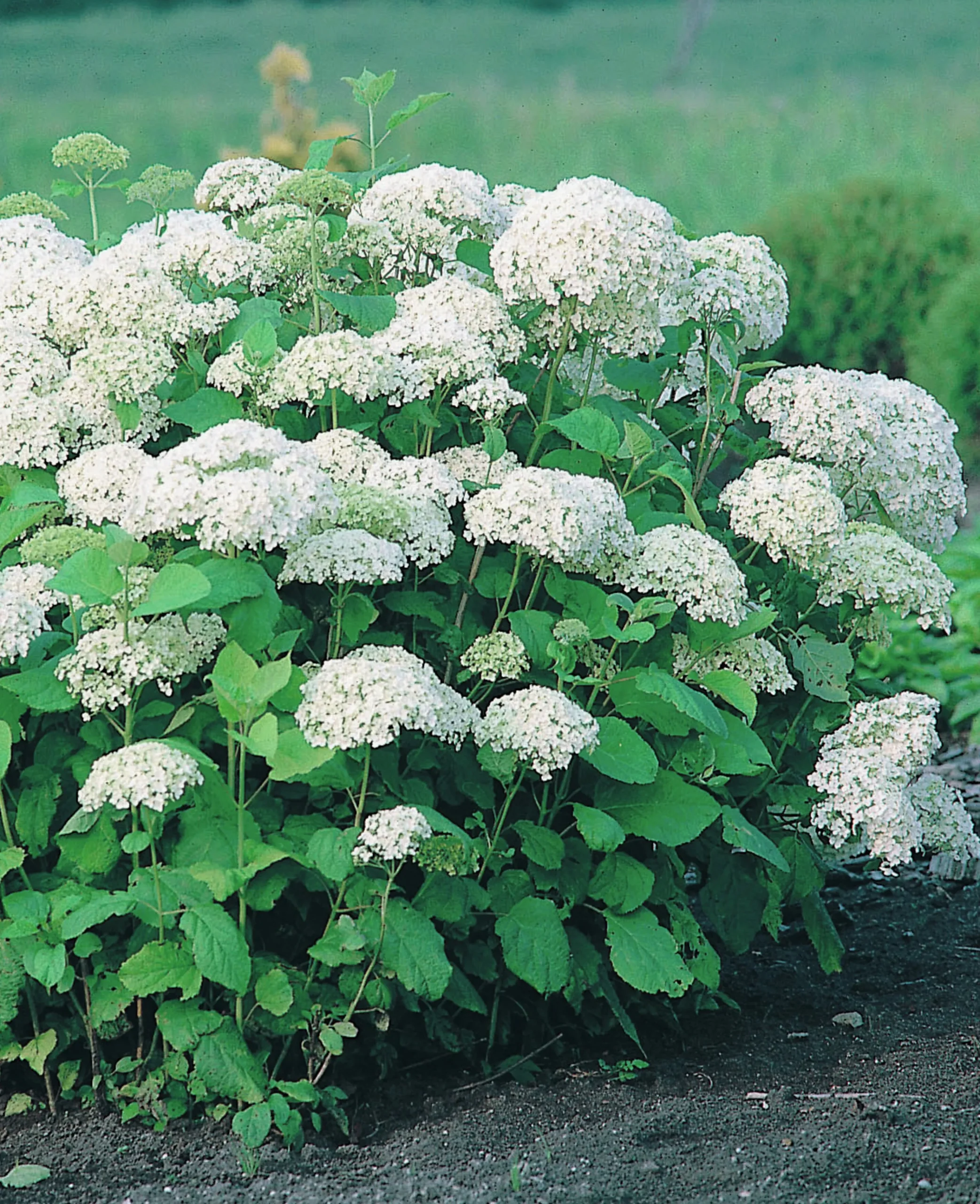 Vidjehortensia 'Annabelle' Krukodlad>Omnia garden New