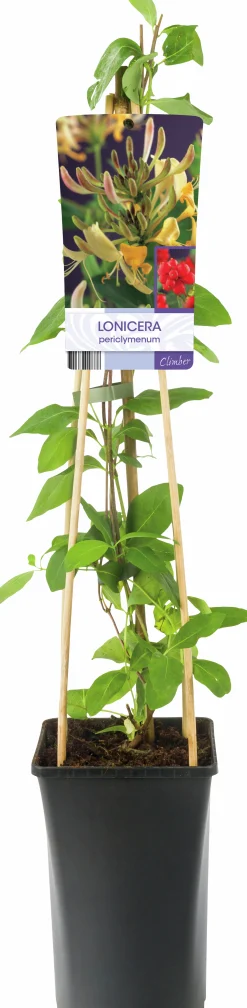 Vildkaprifol>Omnia garden Hot