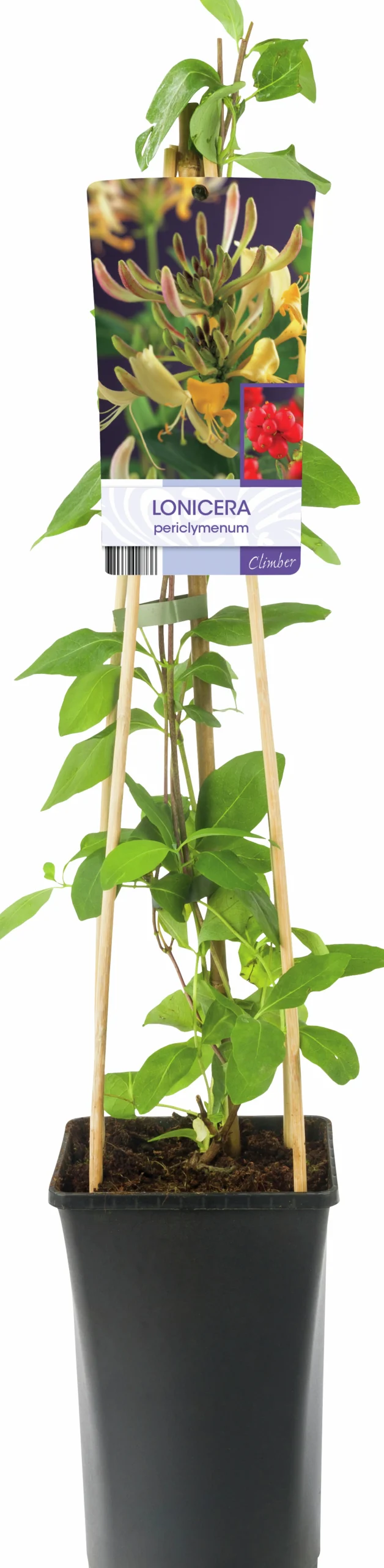 Vildkaprifol>Omnia garden Hot