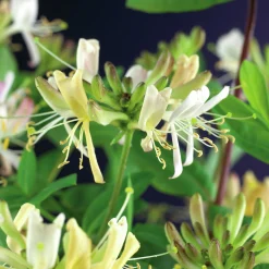 Vildkaprifol 'Belgica Select'>Omnia garden