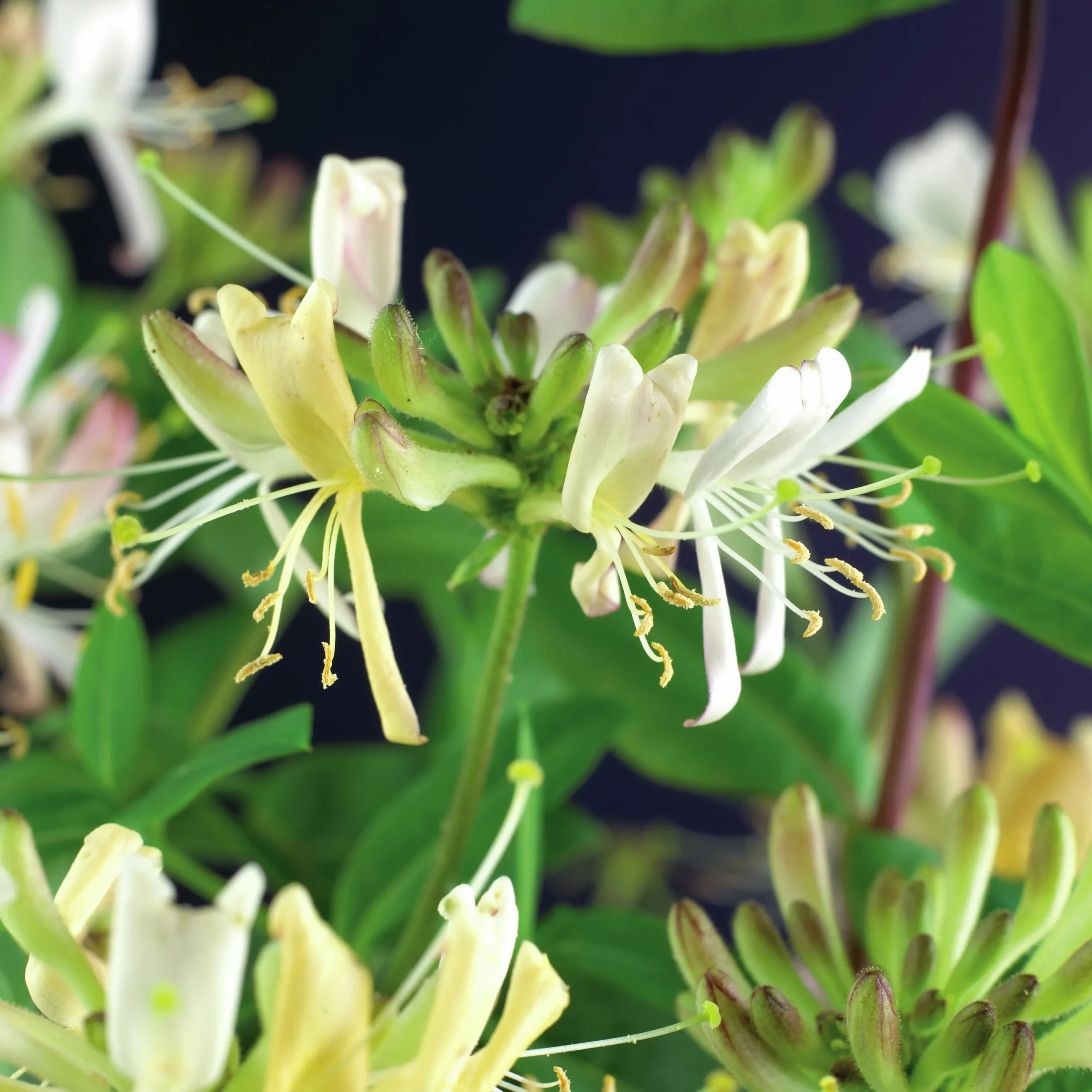 Vildkaprifol 'Belgica Select'>Omnia garden