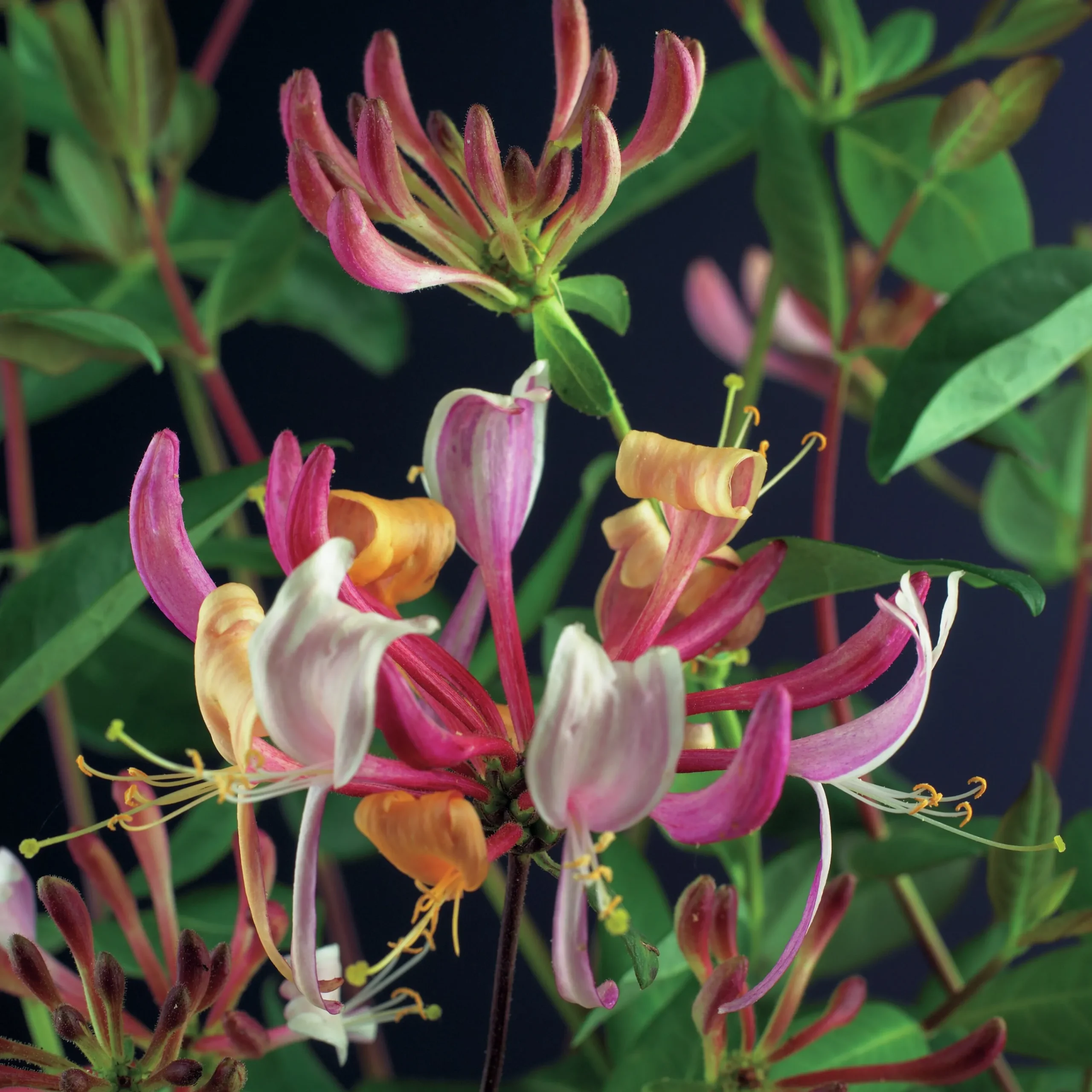 Vildkaprifol 'Serotina'>Omnia garden Clearance