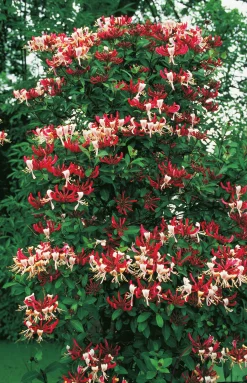 Vildkaprifol 'Serotina'><noscript><img width=