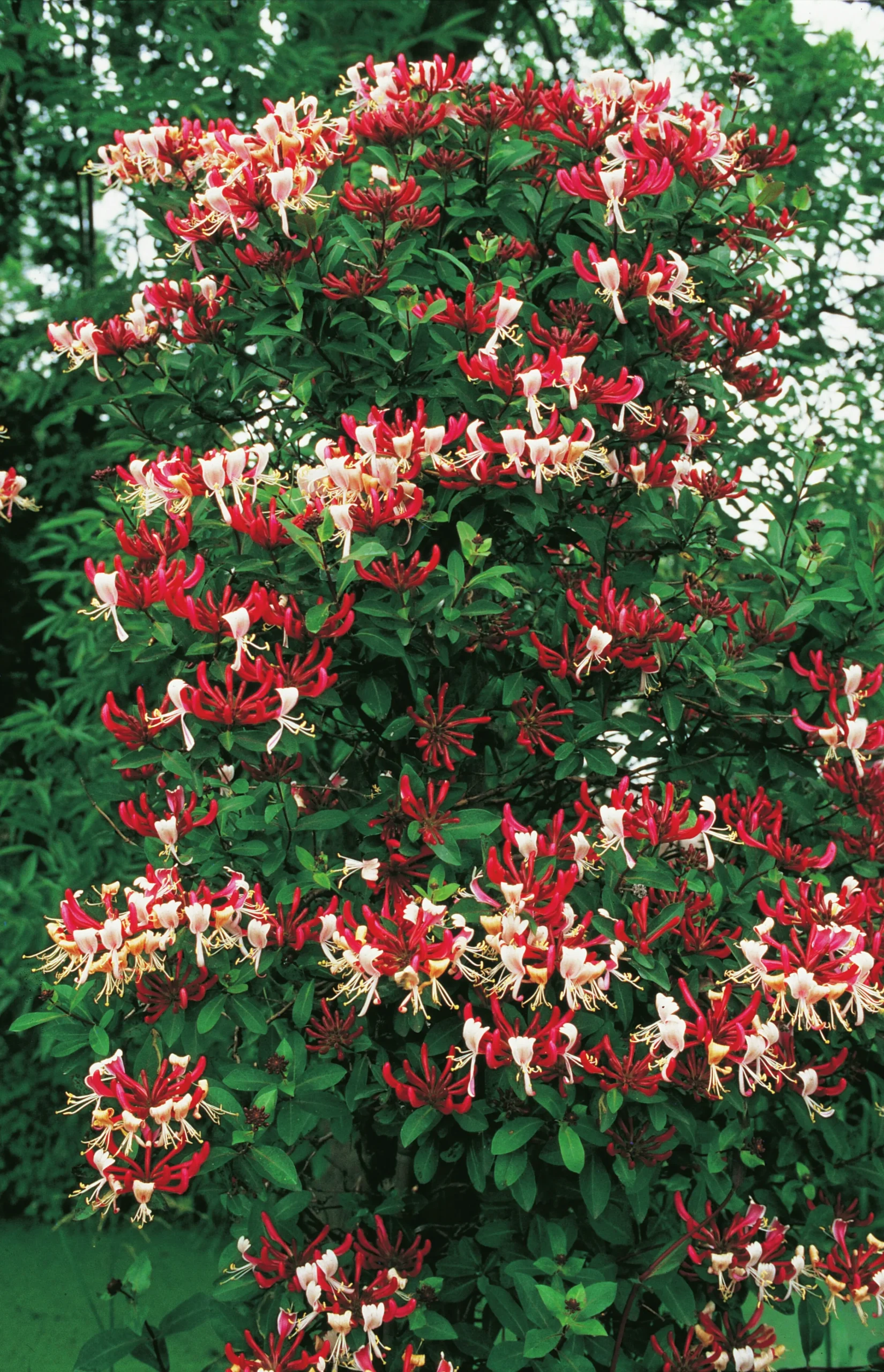 Vildkaprifol 'Serotina'>Omnia garden Clearance