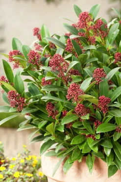 Vinterbär 'Rubella' Krukodlad>Omnia garden