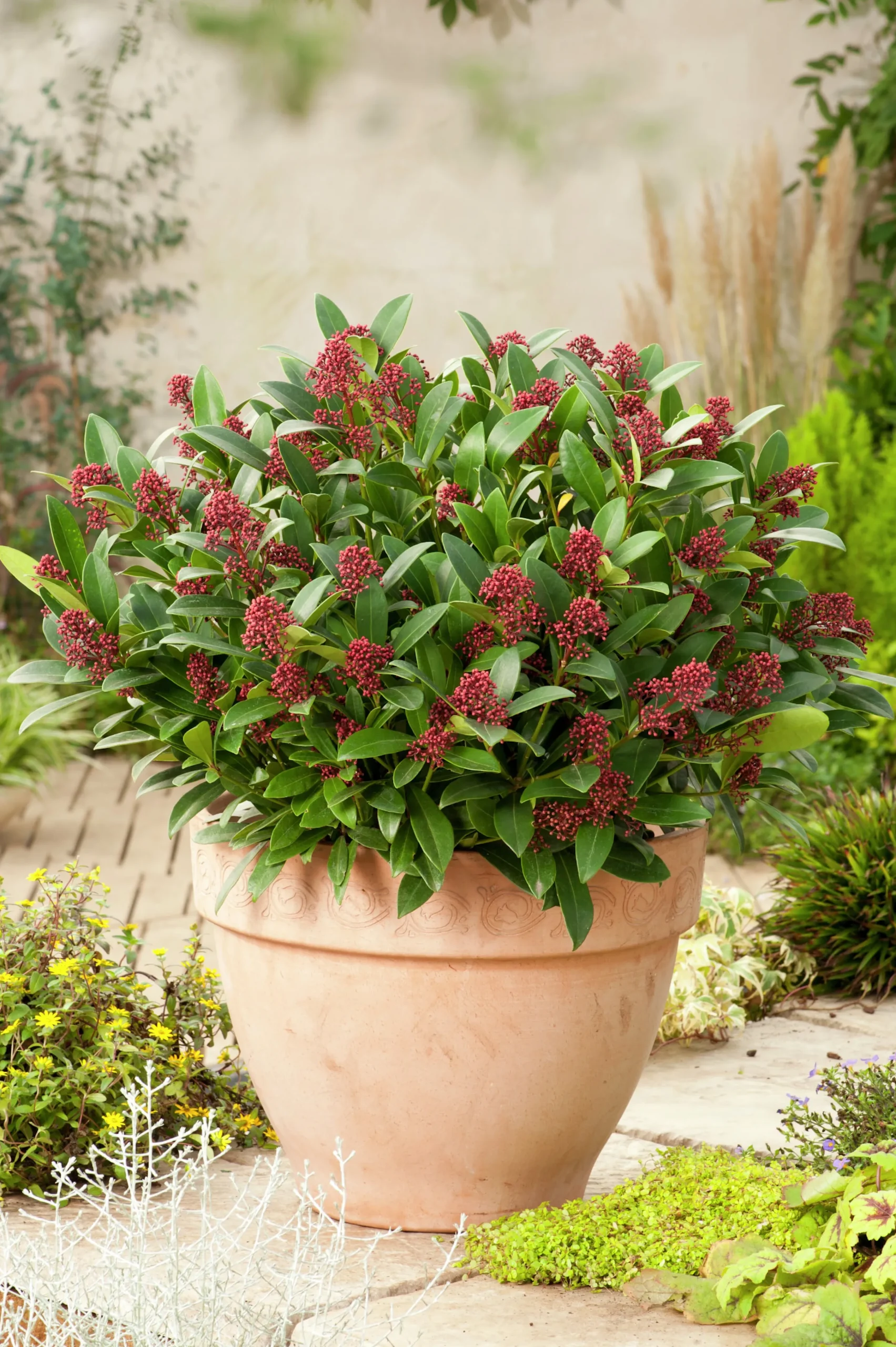 Vinterbär 'Rubella' Krukodlad>Omnia garden