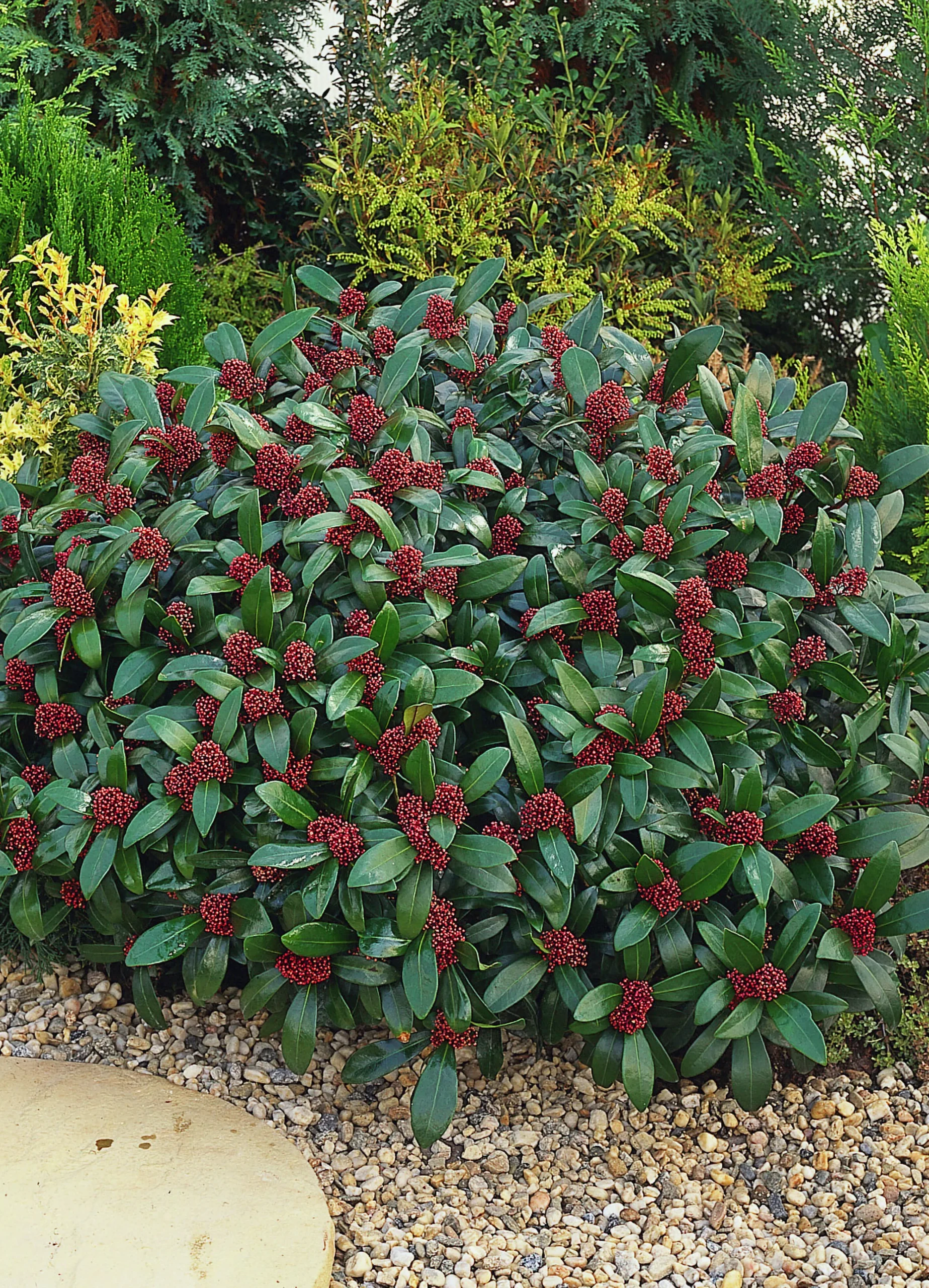 Vinterbär 'Rubella' Krukodlad>Omnia garden
