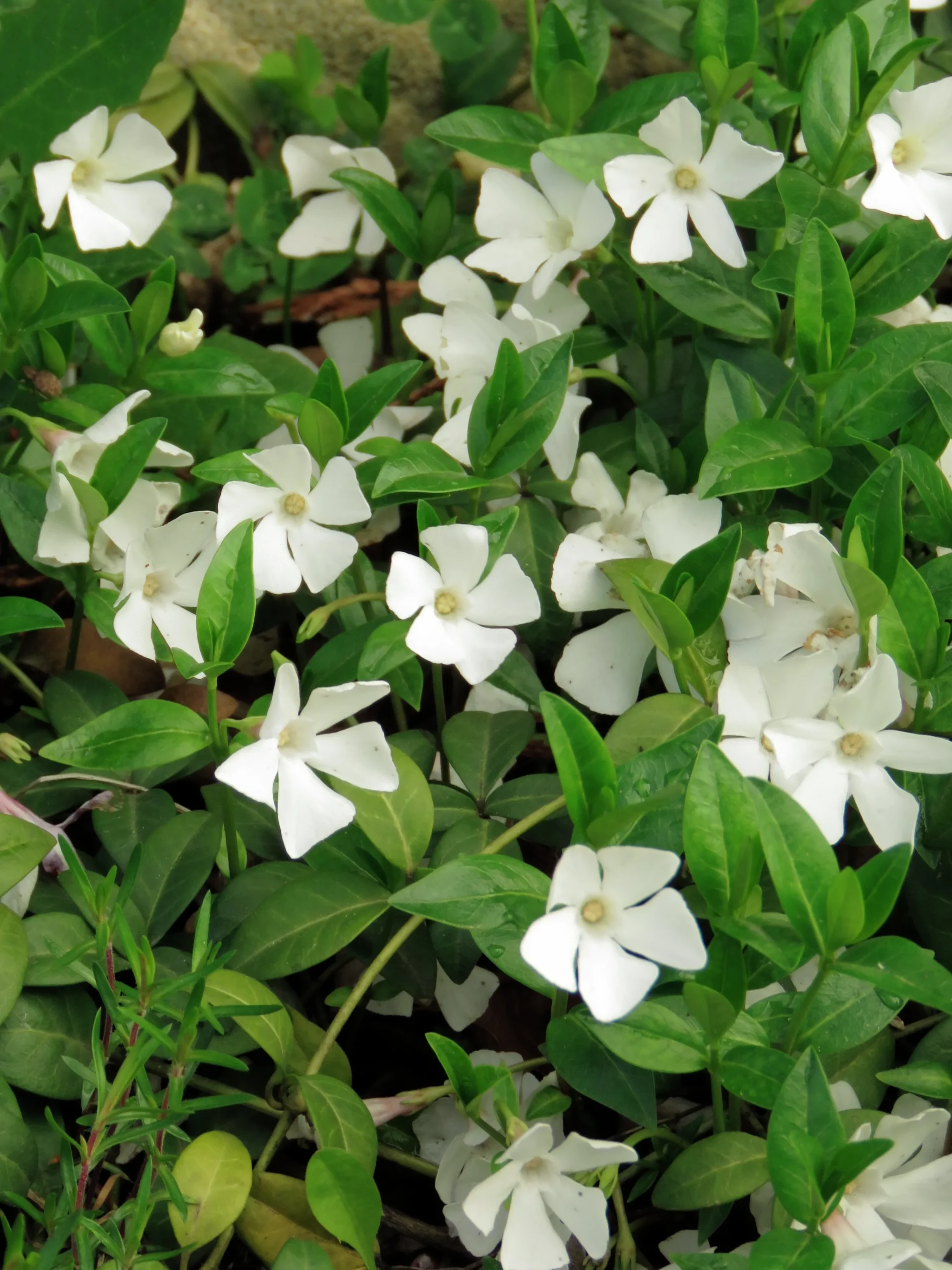Vintergröna 'Alba'>Omnia garden Sale