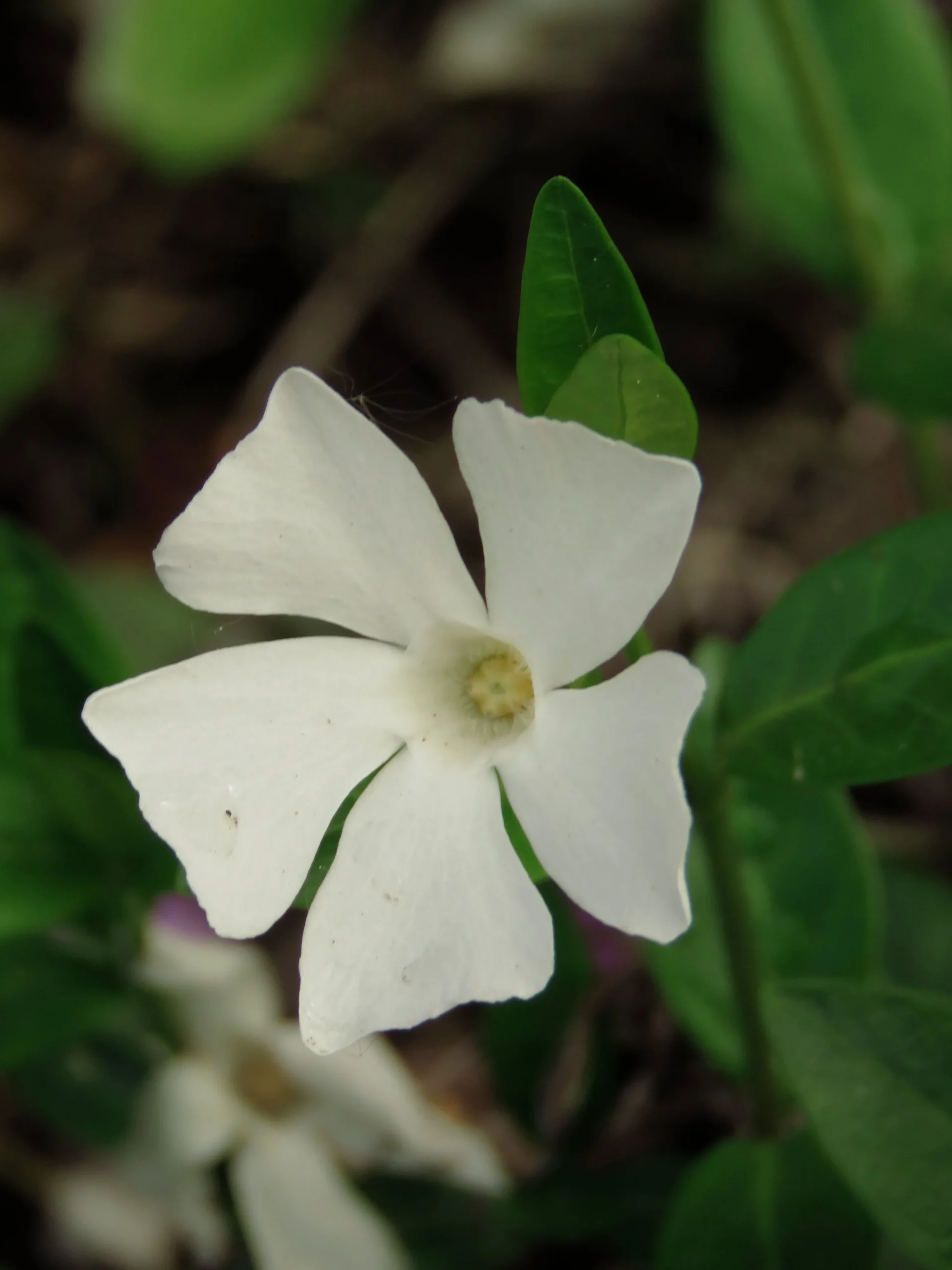 Vintergröna 'Alba'>Omnia garden Sale