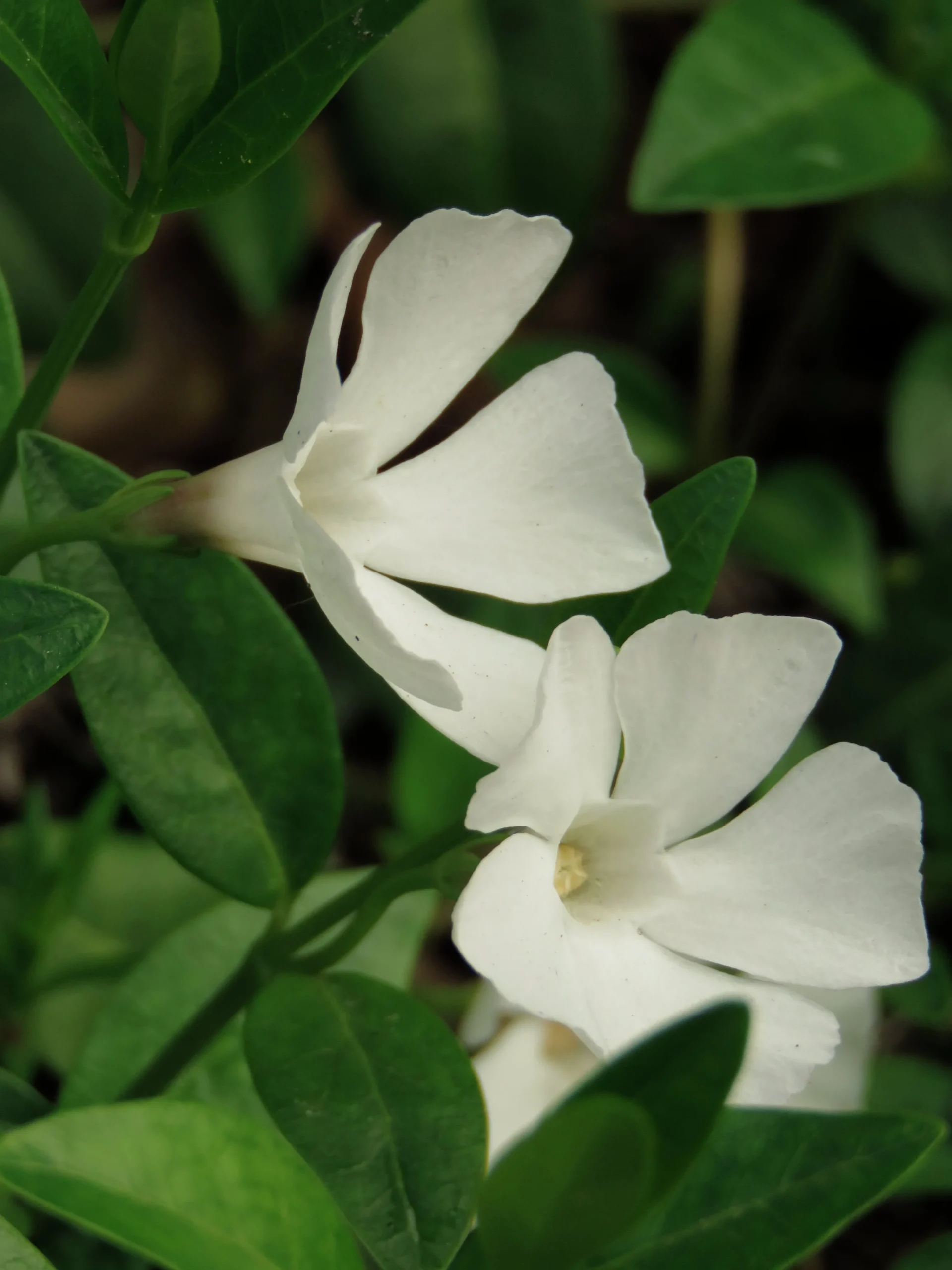 Vintergröna 'Alba'>Omnia garden Sale