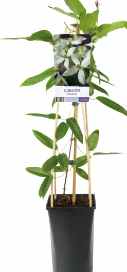 Vintergrön Klematis Armandii>Omnia garden Hot