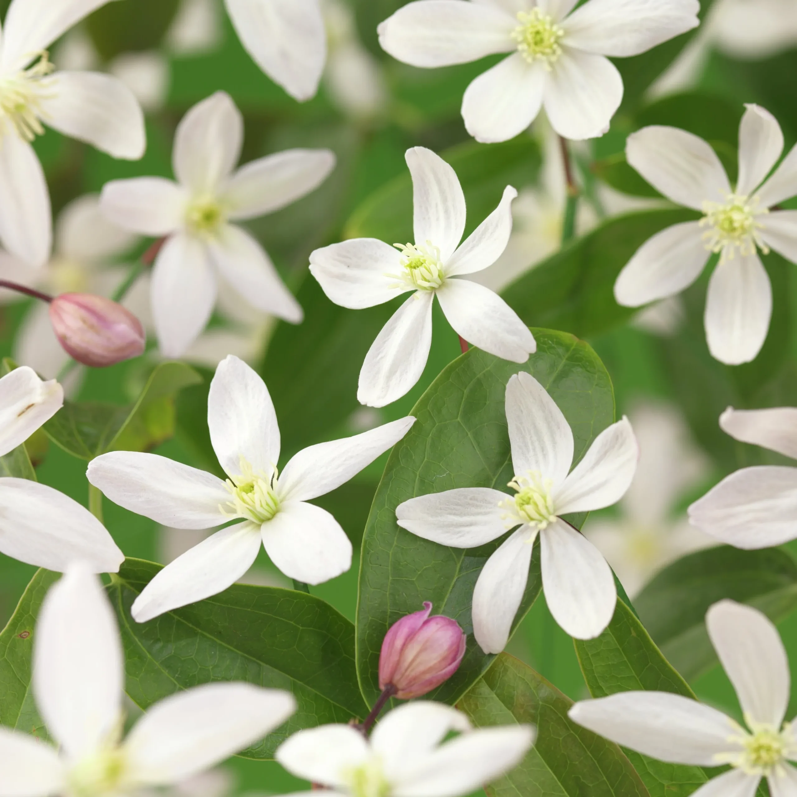 Vintergrön Klematis Armandii 'Apple Blossom'>Omnia garden Discount