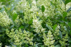 Vintergrön Liguster 'Atrovirens' 20-40cm Krukodlad>Omnia garden Hot