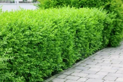 Vintergrön Liguster 'Atrovirens' 20-40cm Krukodlad><noscript><img width=