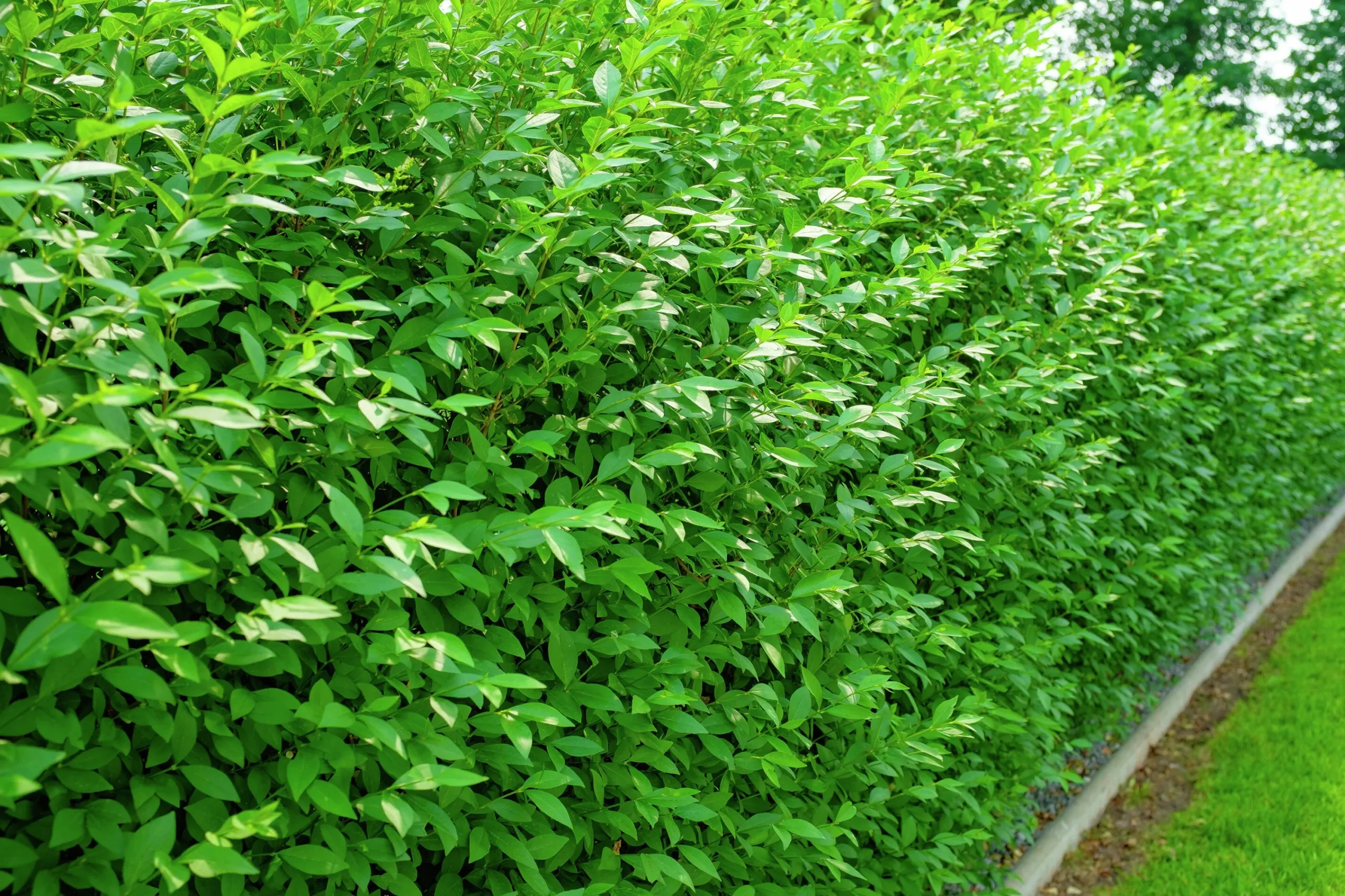 Vintergrön Liguster 'Atrovirens' 20-40cm Krukodlad>Omnia garden Hot