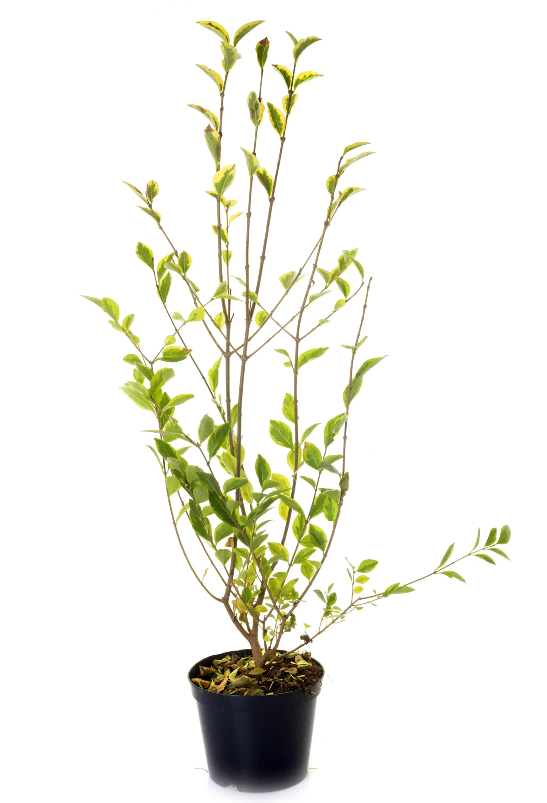 Vintergrön Liguster 'Atrovirens' 40-60cm Krukodlad>Omnia garden Best