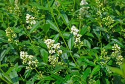 Vintergrön Liguster 'Atrovirens' 40-60cm Krukodlad>Omnia garden Best