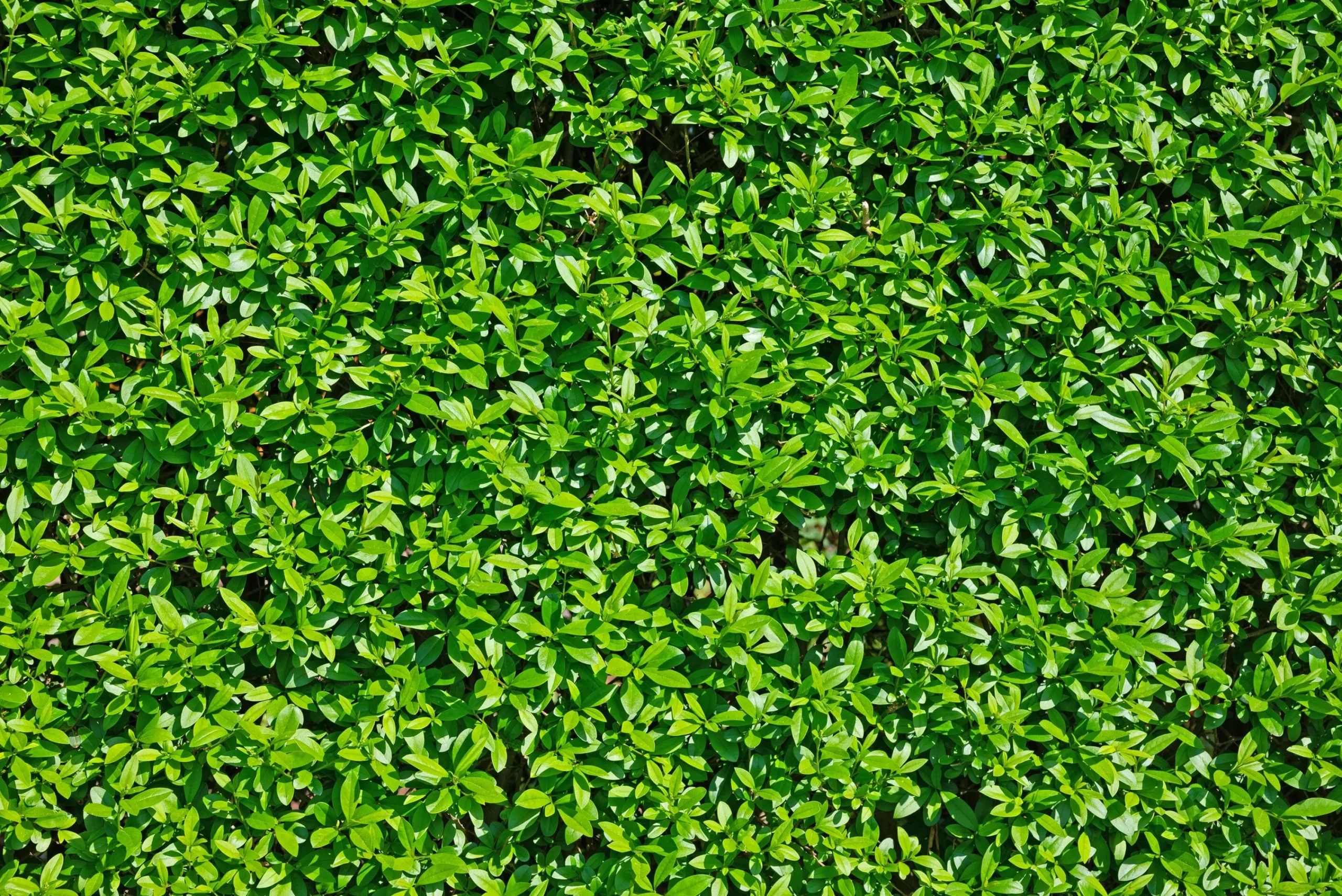 Vintergrön Liguster 'Atrovirens' 40-60cm Krukodlad>Omnia garden Best