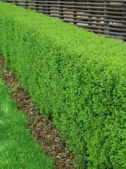 Vintergrön Liguster 'Liga' 30-50cm Barrotad>Omnia garden Discount