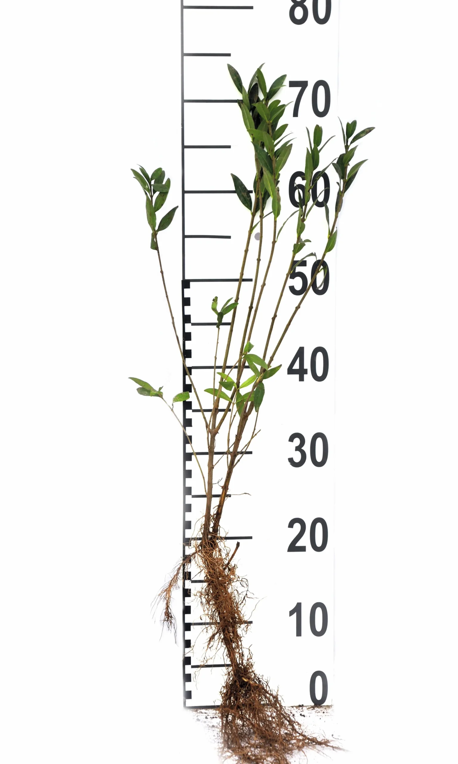 Vintergrön Liguster 'Liga' 30-50cm Barrotad>Omnia garden Discount