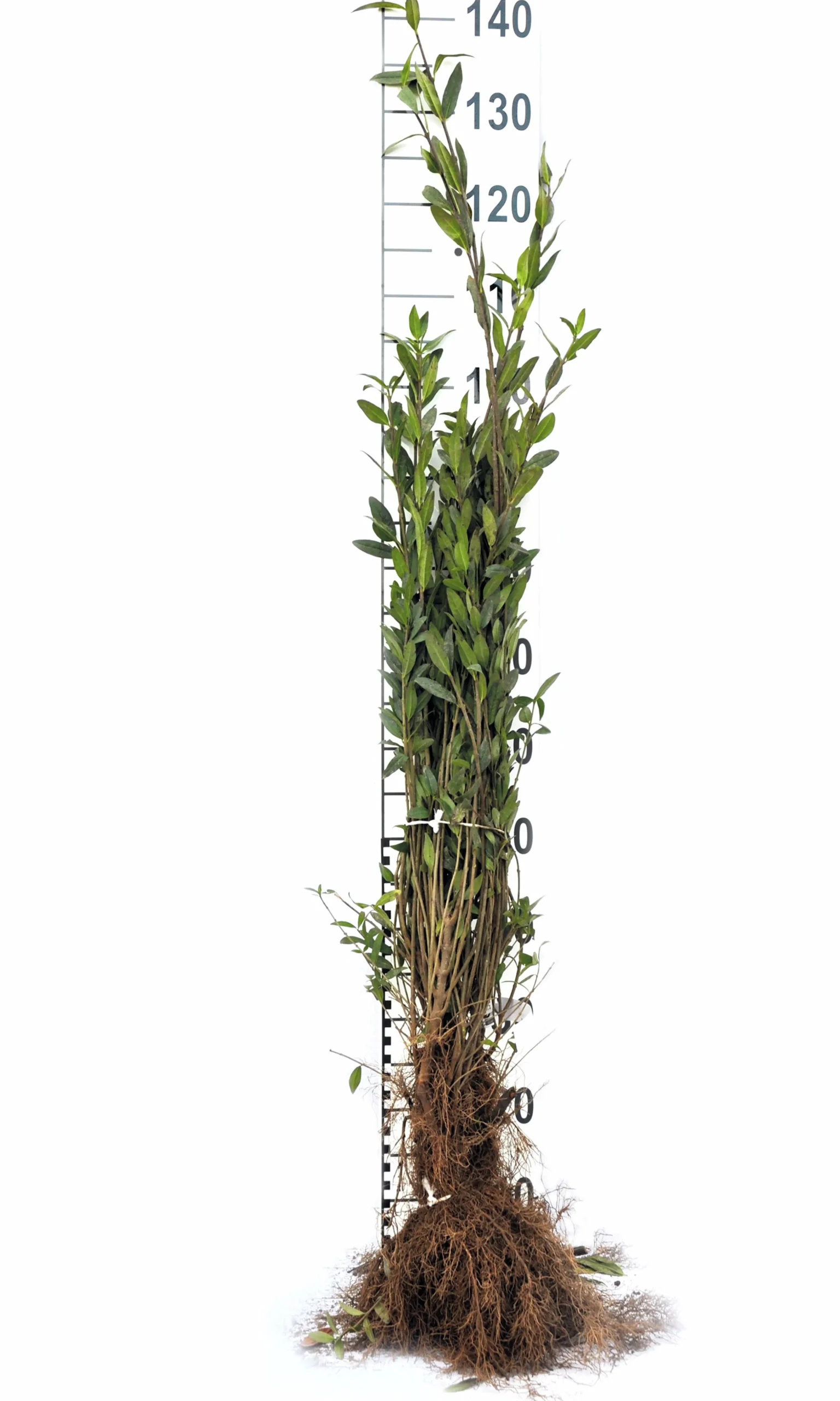 Vintergrön Liguster 'Liga' 30-50cm Barrotad>Omnia garden Discount