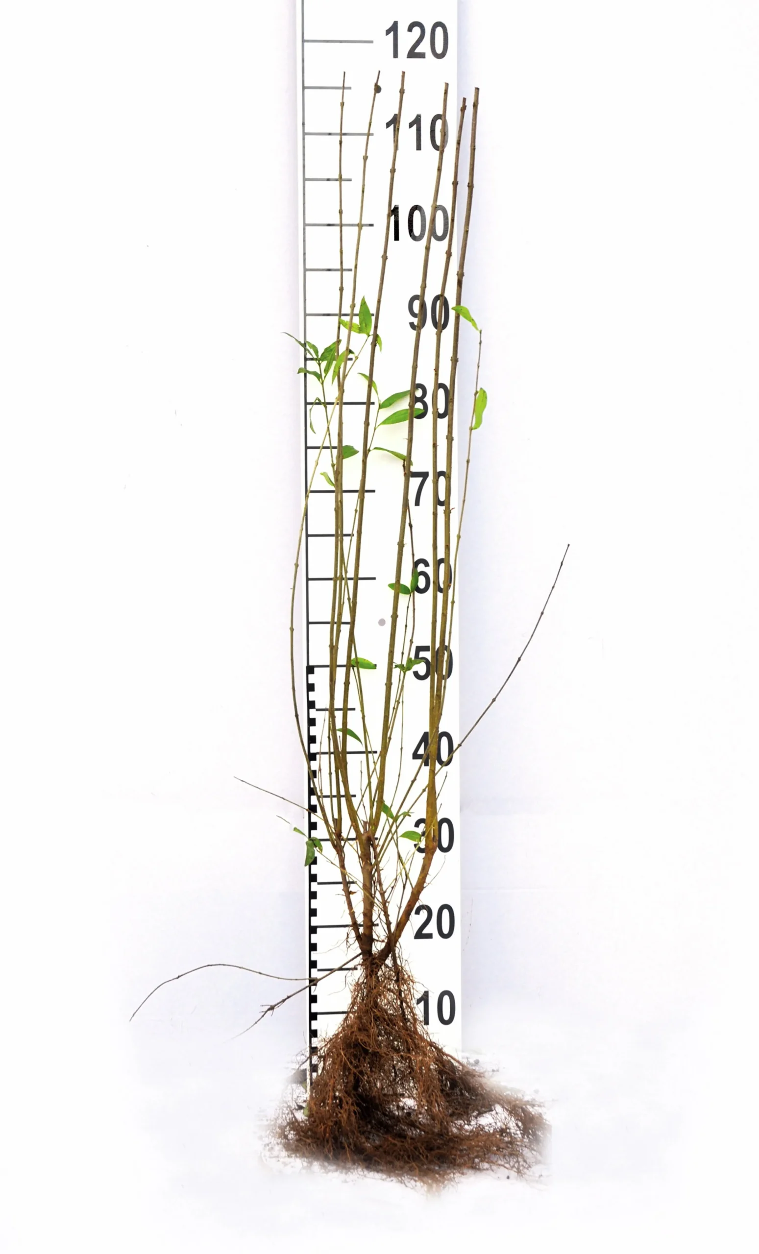 Vintergrön Liguster 'Liga' 50-80cm 6-10grenar Barrotad>Omnia garden New