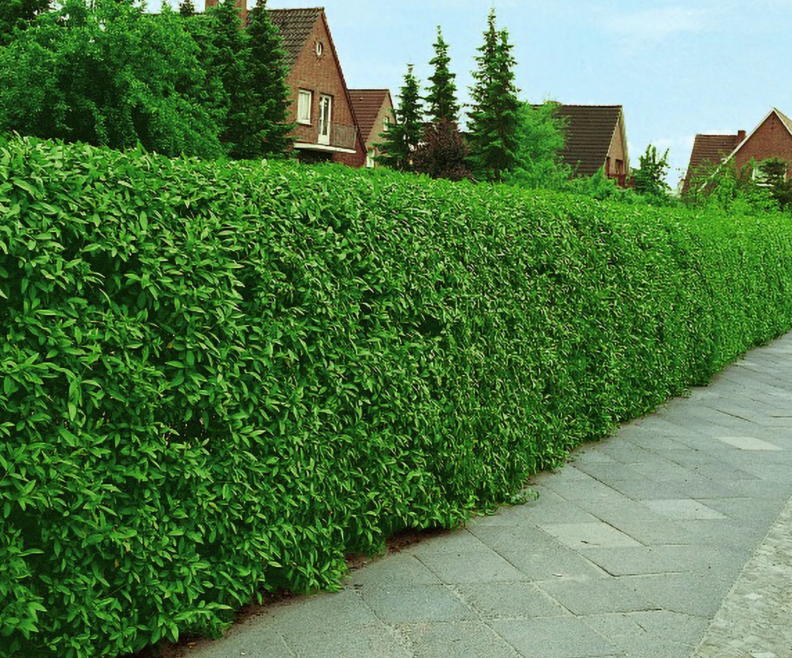 Vintergrön Liguster 'Liga' 50-80cm 6-10grenar Barrotad>Omnia garden New