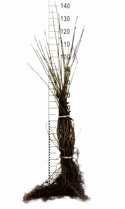Vintergrön Liguster 'Liga' 50-80cm 3-5grenar Barrotad><noscript><img width=