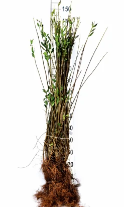 Vintergrön Liguster 'Liga' Goliath 125-150cm Barrotad><noscript><img width=