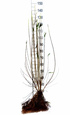 Vintergrön Liguster 'Liga' Goliath 125-150cm Barrotad><noscript><img width=