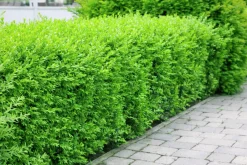 Vintergrön Liguster 'Liga' Goliath 80-120cm Barrotad>Omnia garden Outlet