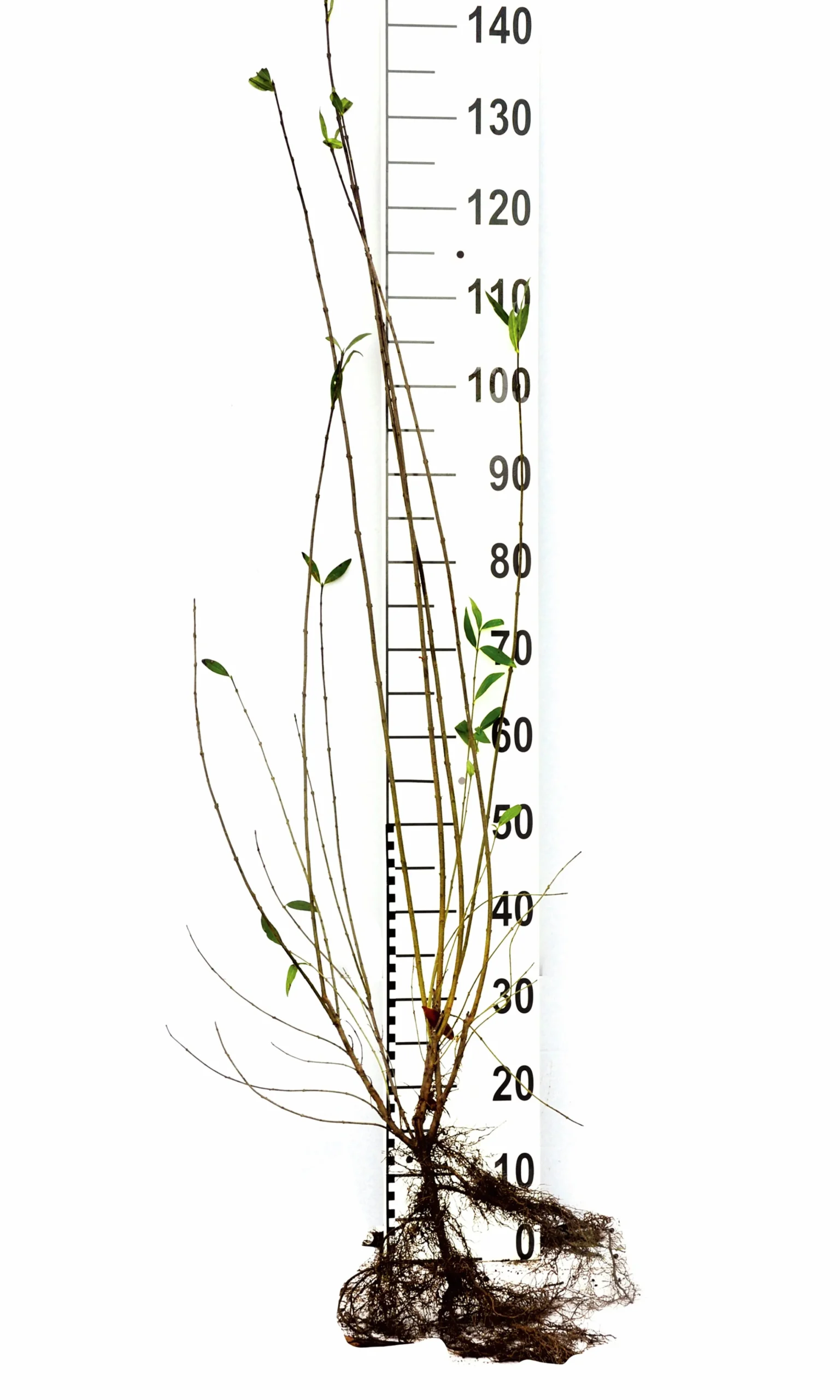 Vintergrön Liguster 'Liga' Goliath 80-120cm Barrotad>Omnia garden Outlet