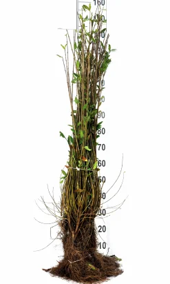 Vintergrön Liguster 'Liga' Goliath 80-120cm Barrotad><noscript><img width=