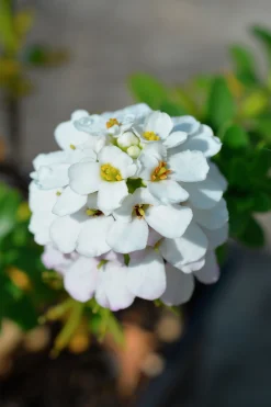Vinteriberis 'Schneeflocke'>Omnia garden