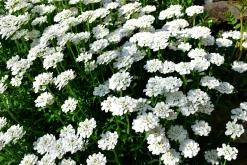 Vinteriberis 'Schneeflocke'>Omnia garden