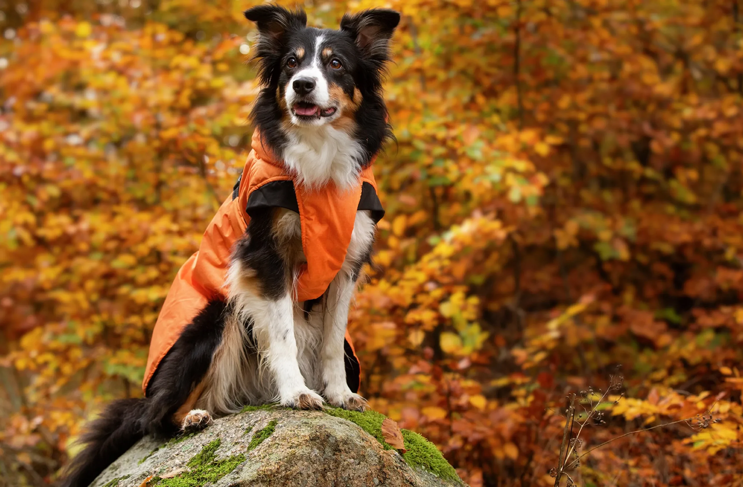 Vintertäcke Pom>Dogman Outlet