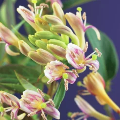 Vintertry 'Copper Beauty'>Omnia garden