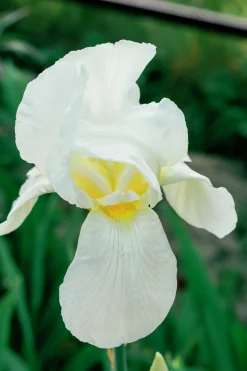 Violiris 'Snow Queen'>Omnia garden Online