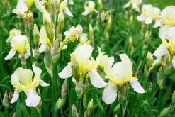 Violiris 'Snow Queen'>Omnia garden Online