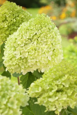 Vipphortensia 'light' Krukodlad>Omnia garden Discount