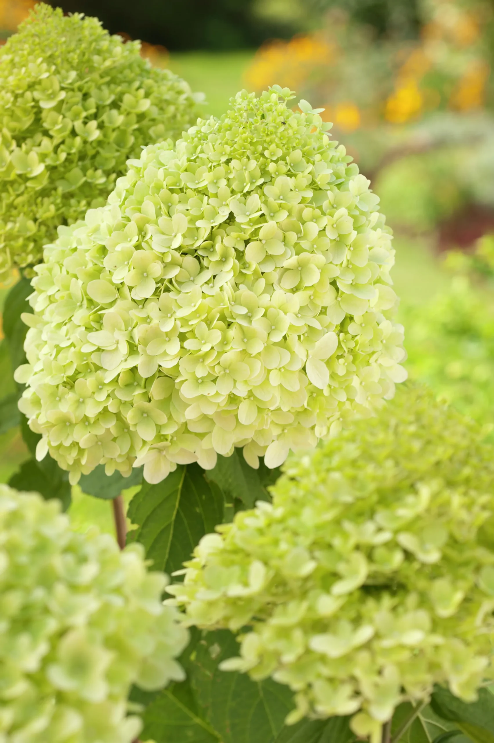 Vipphortensia 'light' Krukodlad>Omnia garden Discount