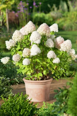 Vipphortensia 'light' Krukodlad>Omnia garden Discount