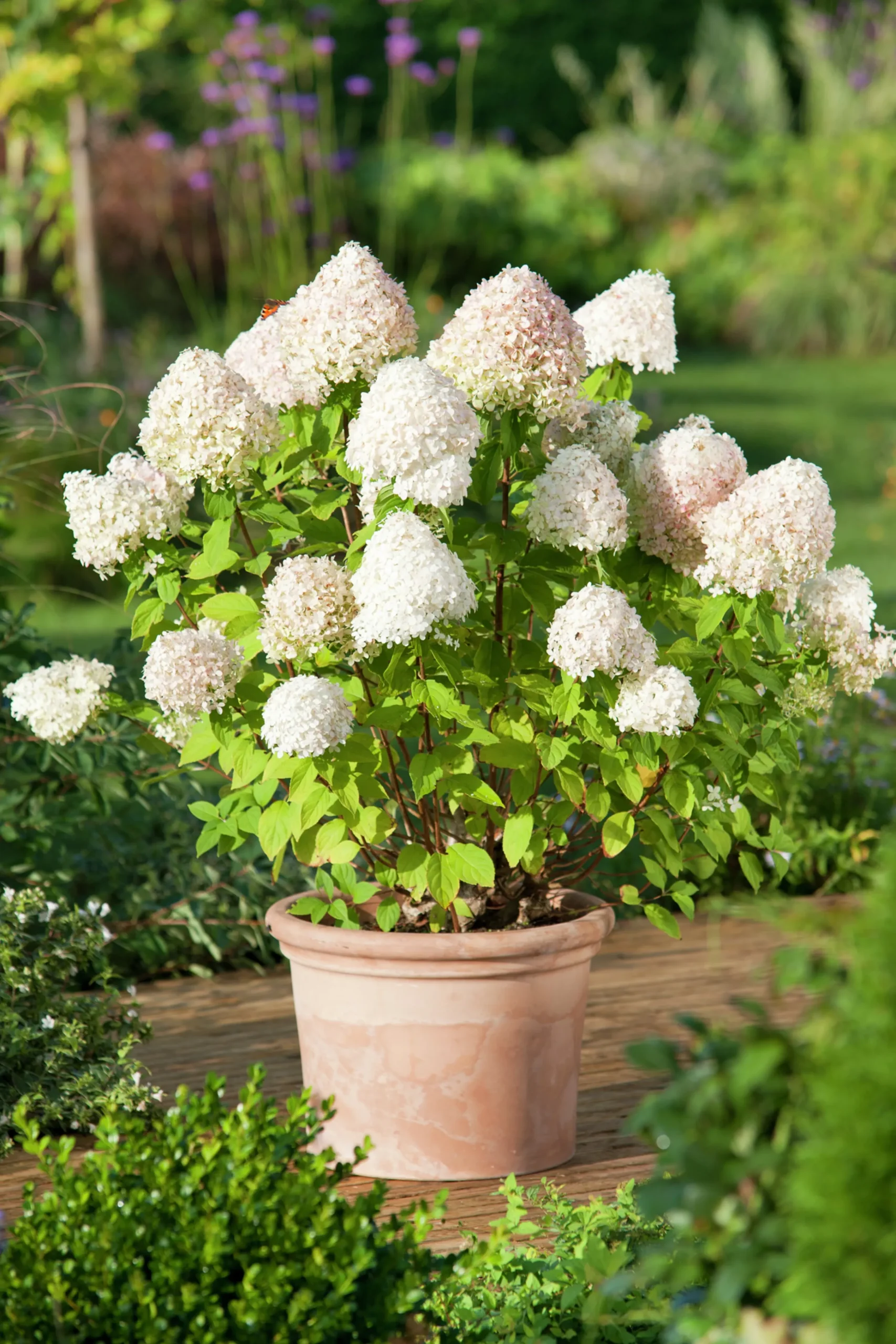 Vipphortensia 'light' Krukodlad>Omnia garden Discount