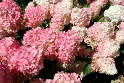 Vipphortensia 'Vanille Fraise' Krukodlad><noscript><img width=