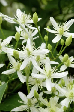 Vippklematis Terniflora>Omnia garden Outlet