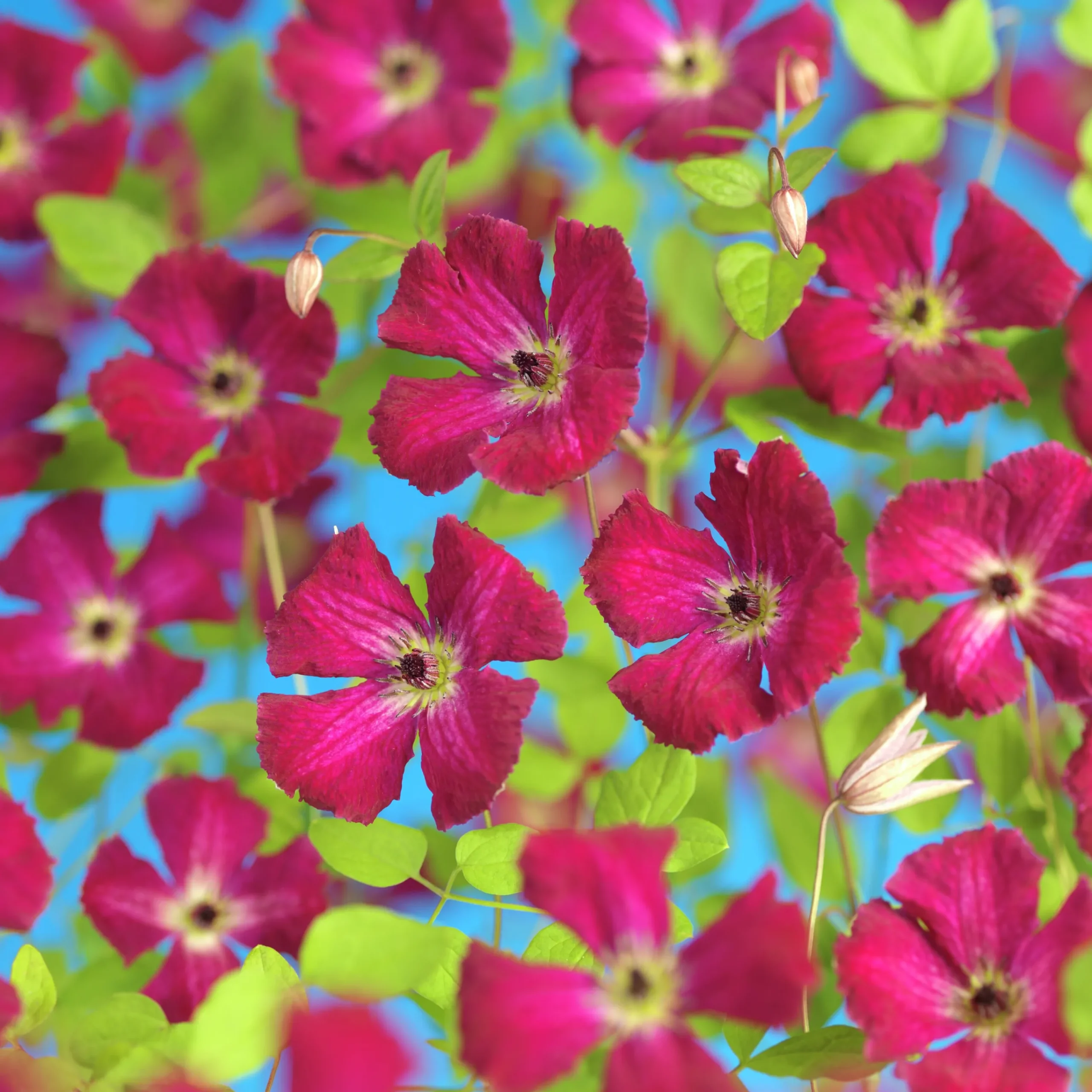 Vippklematis Terniflora 'Rubra'>Omnia garden Online