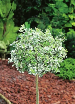 brokig Klätterbenved Uppstammad>Omnia garden Sale