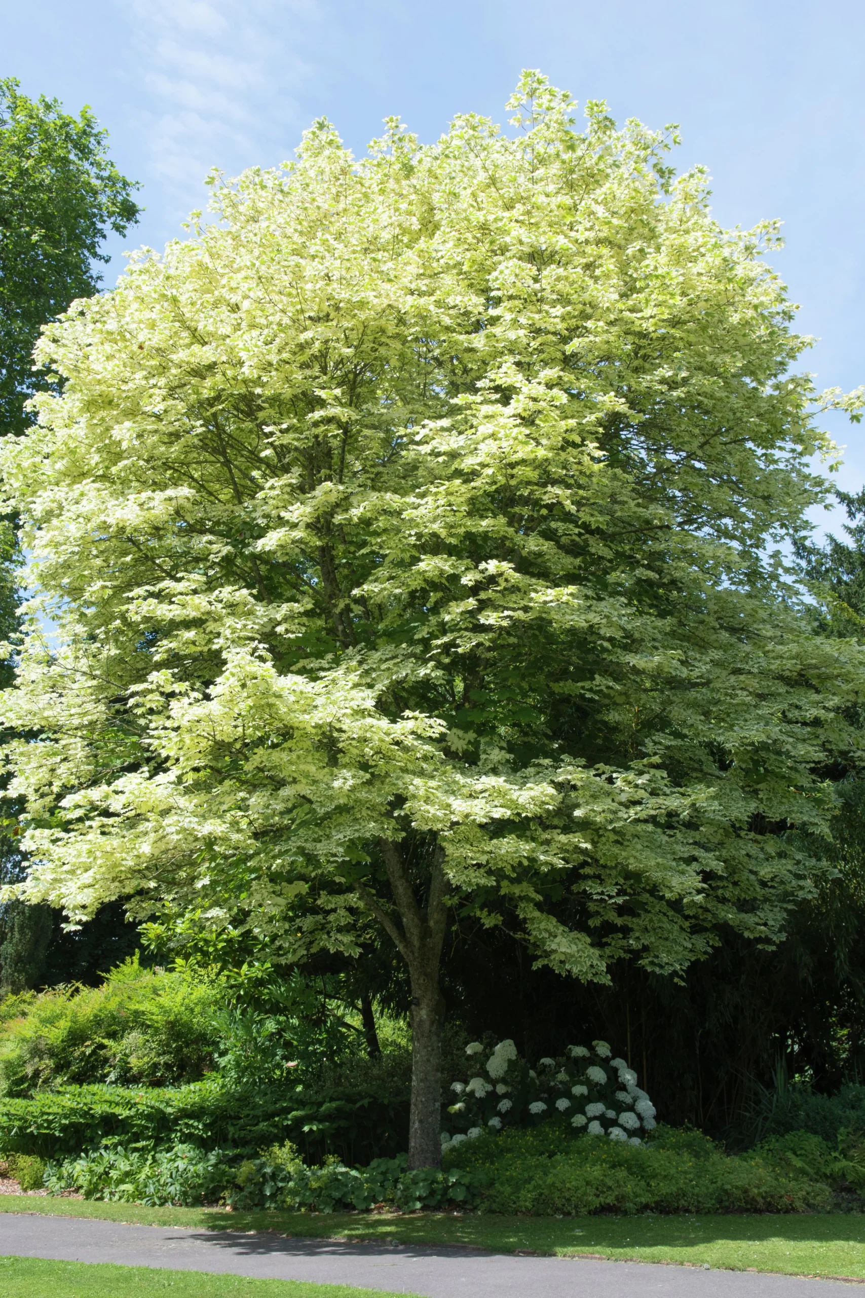 brokig skogslönn 'Drummondii' Krukodlad>Omnia garden Sale