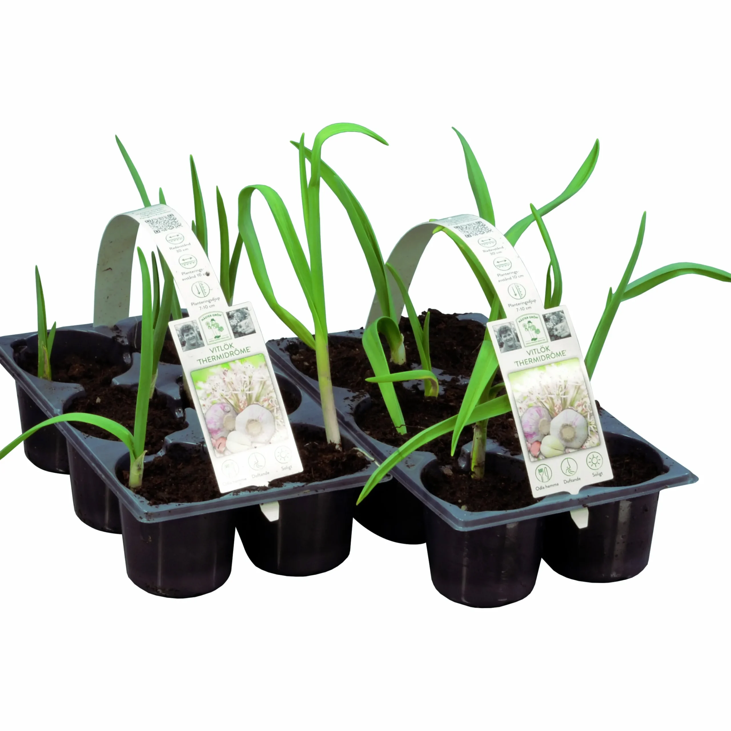 Vitlök lat. Allium sativum>Mäster Grön Clearance