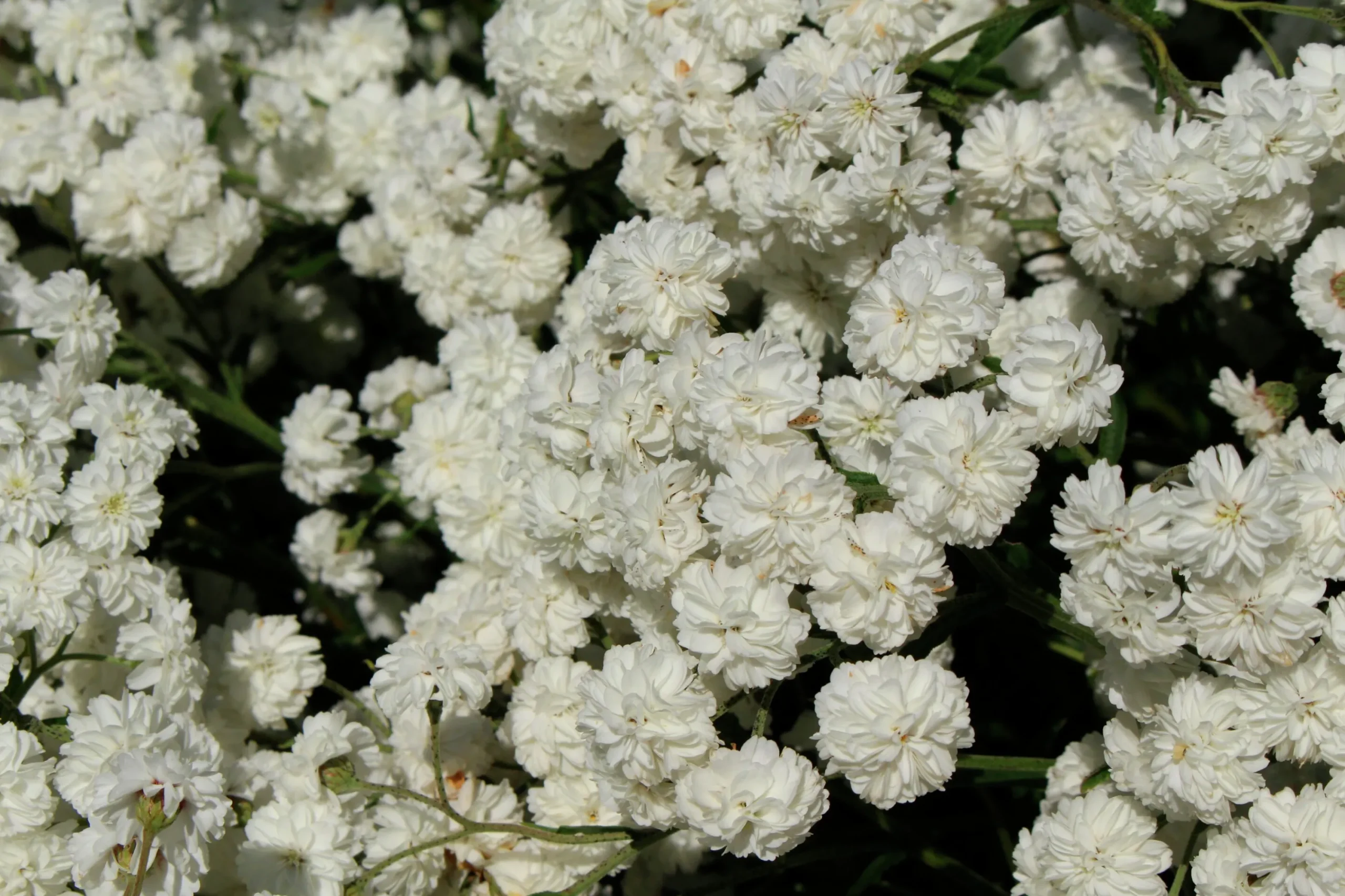pytta 'The Pearl'>Omnia garden